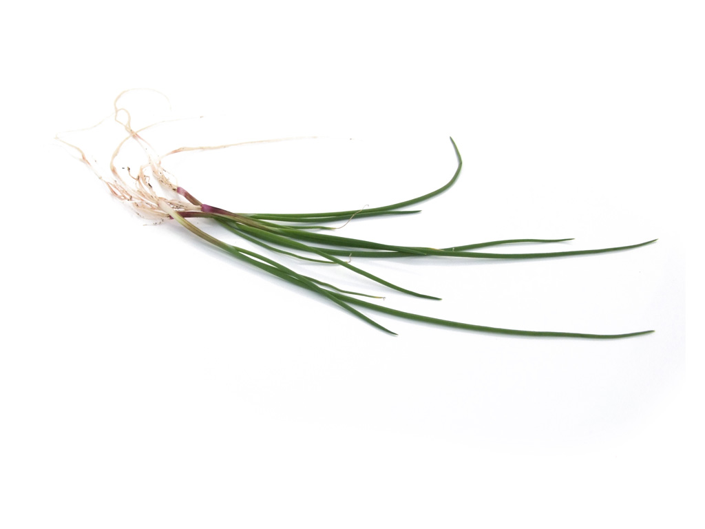 Micro Red Spring Onion - PUURgroenten