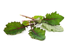 Mini Kool Leaves (Rus.Kale)