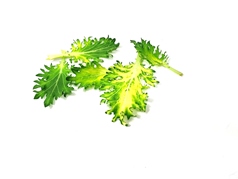 Mini colorful kale leaves white