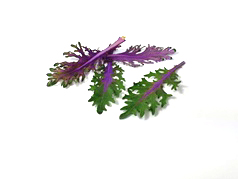 Mini colorful kale leaves red