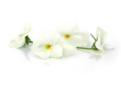 Edible flowers | White pansies
