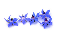 Borago flowers blue
