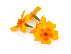Eetbare bloemen | Citroen Afrikaantje Oranje