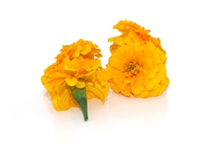 Edible flower | Marigold Yellow