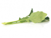 Micro groene Koolrabi