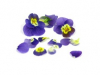 Eetbare bloemen | Viool Wit Geel Roze Blauw