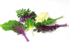 Mini colorful koolleaves mix