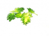 Mini colorful koolleaves wit