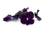 Eetbare bloemen Viooltjes Paars