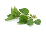 Oregano