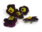 Eetbare bloemen Viooltjes Robijngoud