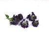 Lobularia flower purple